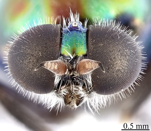 A view of the head of a perserved specimen of a gold, green, blue opalescent soldier fly.