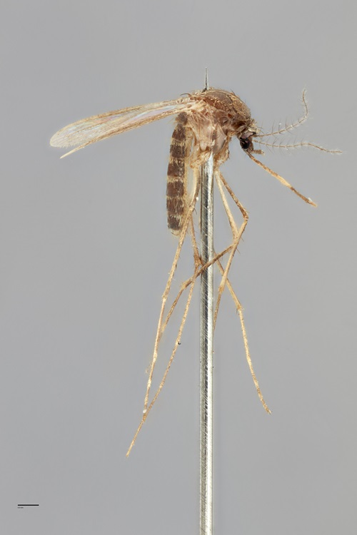 A striped brown mosquito specimen suspended on the end of a display pin. 