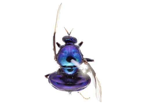 A view from above of a perserved specimen of a purply blue opalescent soldier fly.