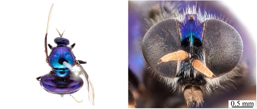 A view from above and of the head of a perserved specimen of a purply blue opalescent soldier fly.