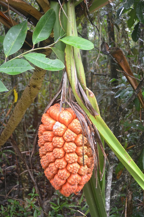 A large oval shaped hanging orange fruit made up of many sections.