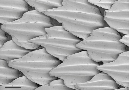 Tiny grey overlapping scales similar to the look of a closed pine cone. Image taken by a microscope.