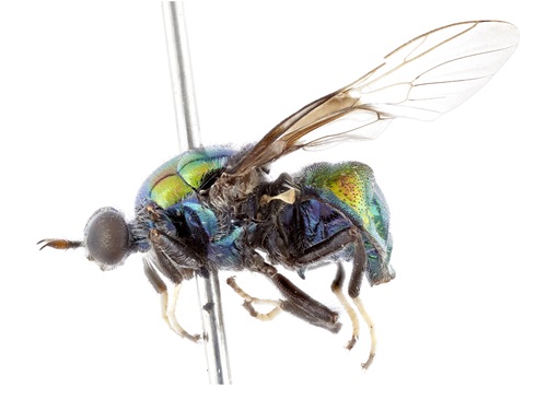 A side view of a preserved bright green-blue opalescent soldier fly specimen.