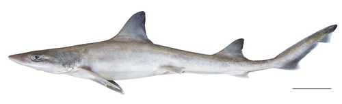 A view of the side of a shark specimen. The shark is a smoothhound shark.