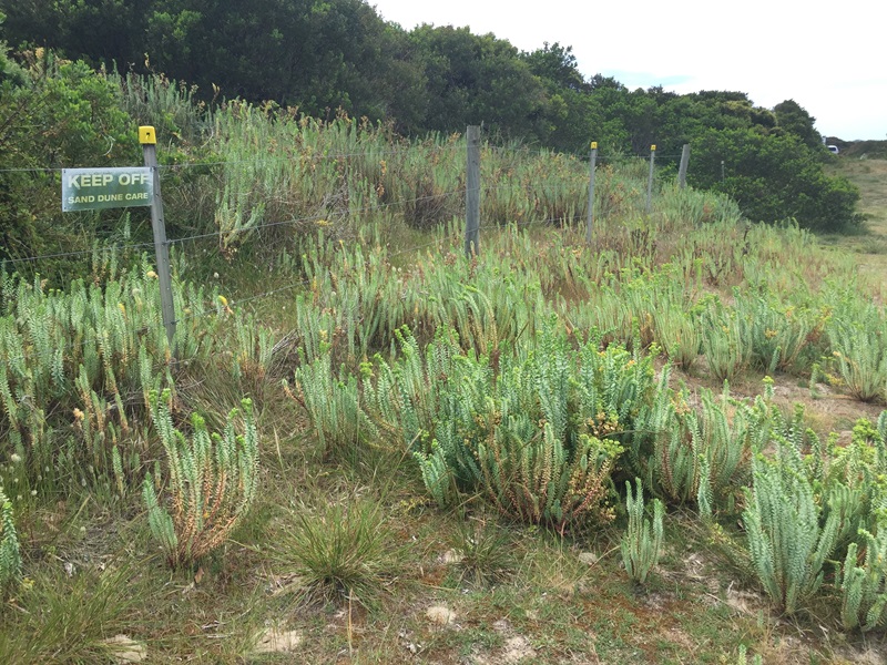 Sea spurge at Greens Beach in Tasmania