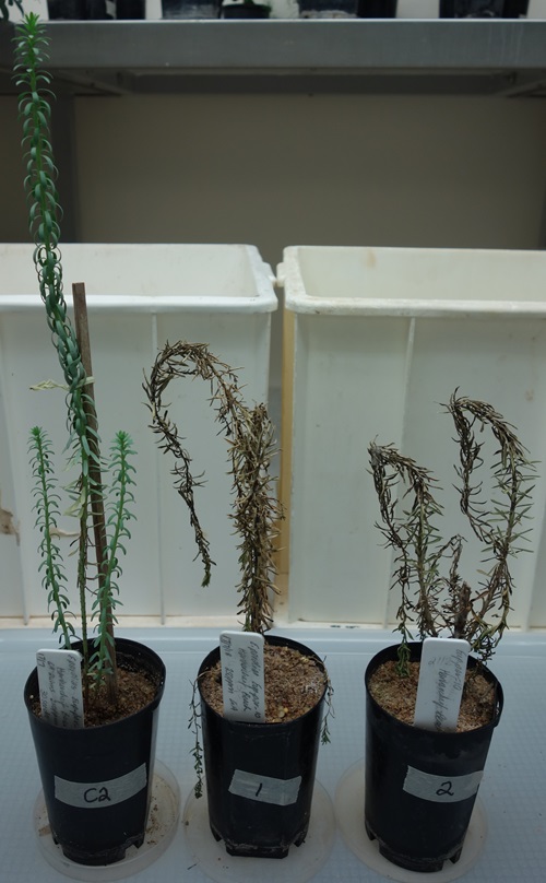 Infected sea spurge plants can topple