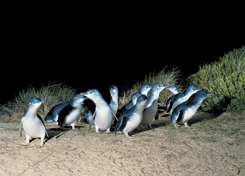 Little penguins returning to their nests