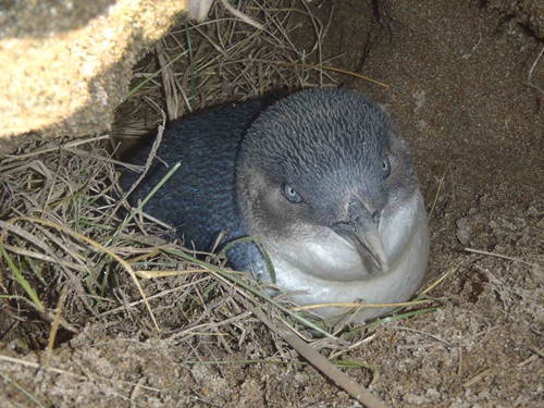 Little penguin nesting