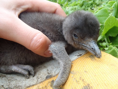 Little penguin chick, Port Campbell National Park