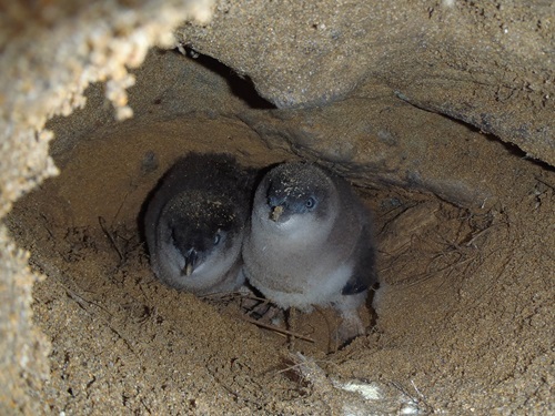 Little penguin chicks next at Port Campbell National Park