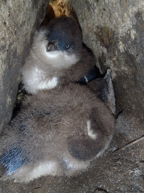 Little penguin chicks, Port Campbell 