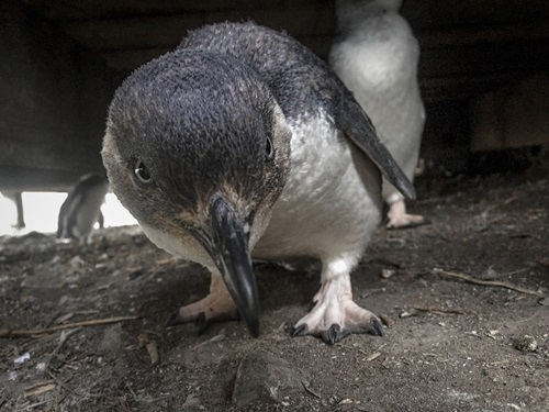 Little penguin, Port Campbell