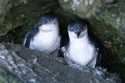 Port Campbell National Park is home to a little penguin colony