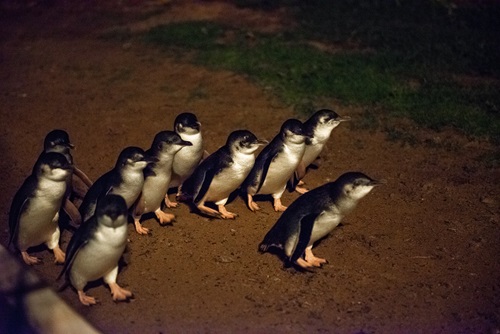 Little penguins return to nest after fishing