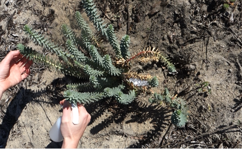 Person spraying sea spurge leaves with a water bottle.