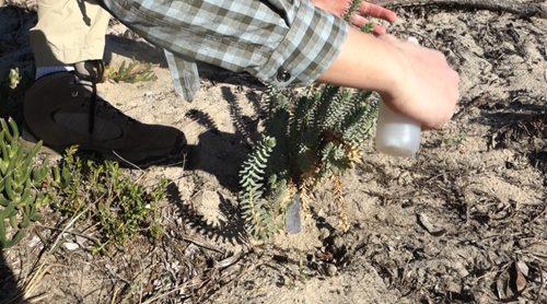 A scientist sprays the biocontrol agent on sea spurge plants.