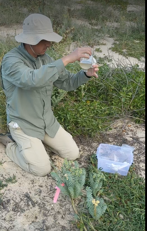 A scientist sprays the biocontrol agent on a sea spurge plant.