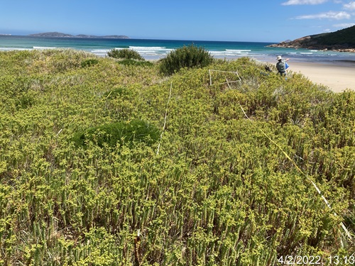 Sea spurge can grow anywhere on the beach above the high-water mark