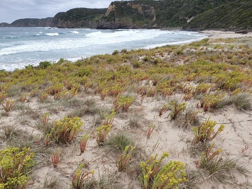 Sea spurge disrupts native species that use open sand for nesting