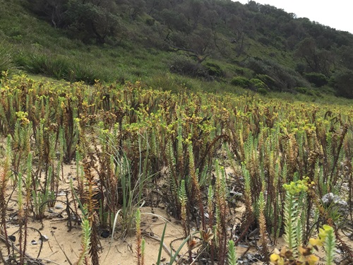 Sea spurge grows at Jervis Bay, NSW south coast.