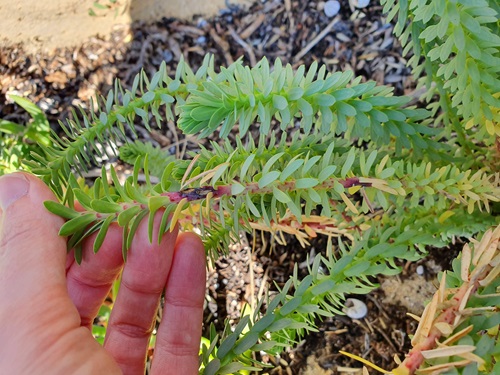 Sea spurge is a weed that invades coastal ecosystems from Geraldton in WA to the mid north coast of NSW