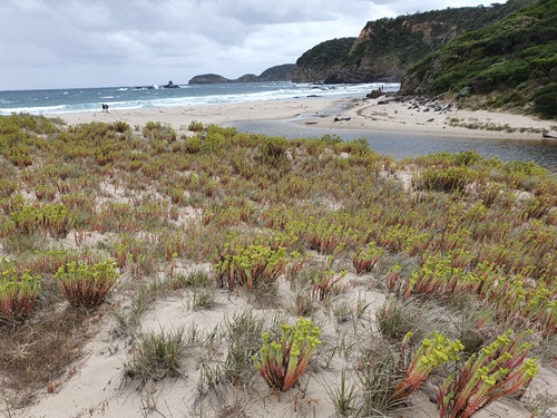Sea spurge prevents the natural movement of sand and alters dune structure