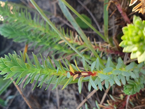 The fungus infects leaves and from there colonises stems, causing stem lesions, and in severe infections, can lead to stem collapse