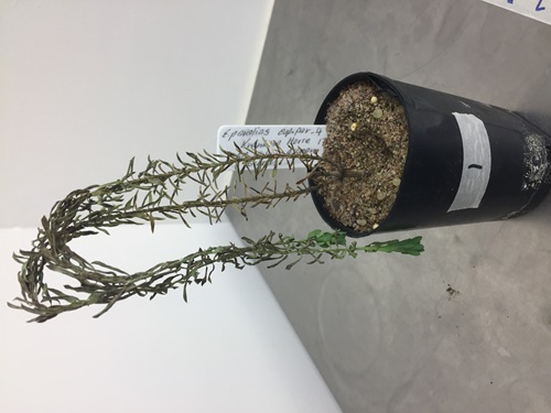 The fungus infects leaves and from there colonises stems causing lesions and in severe infections can lead to stem collapse