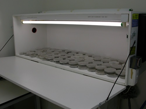 Venturia paralias was studied extensively at CSIRO quarantine laboratory in Canberra