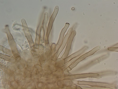 Venturia paralias is a biocontrol agent and will help manage sea spurge plants 