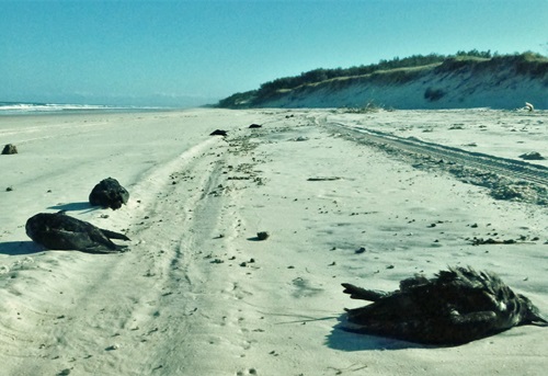Dead shearwater birds scattered along a long beach