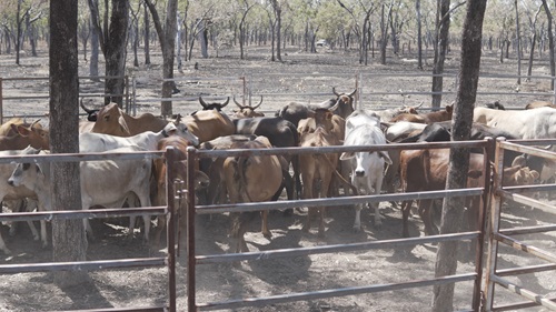 Feral herds are contained by fences.