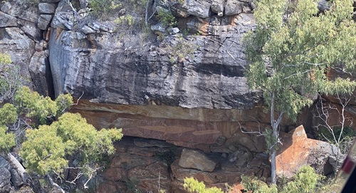 Feral herds can damage important rock art by rubbing up against rocks.