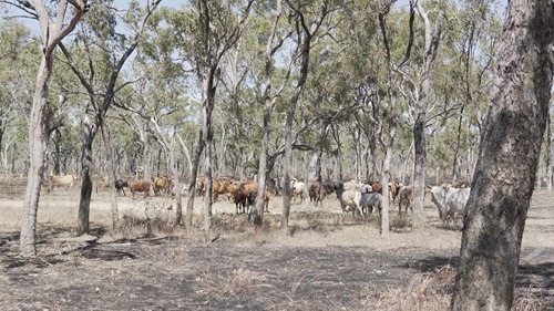 Unmanaged feral cattle and buffalo have a huge impact on biodiversity.