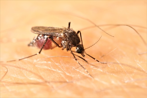 Image of Aedes vigilax mosquito