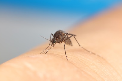 Image of Aedes vigilax mosquito