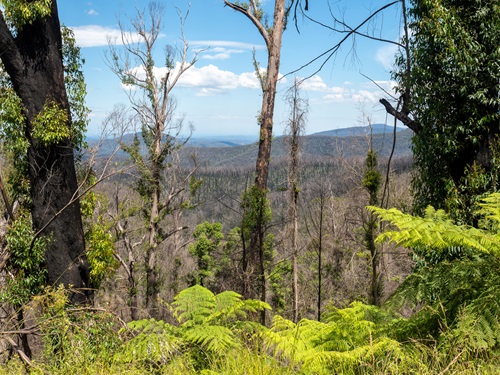 Trees showing epicormic growth following a bushfire across a mountain ridge. 