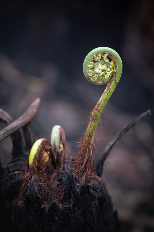 New fern frond uncurling from the centre of a burnt plant. 