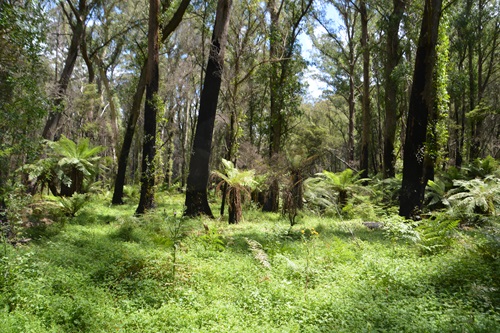 Post-fire recovery of wet sclerophyll forest showing lush ground cover between blackened tree trunck with epicormic growth. 