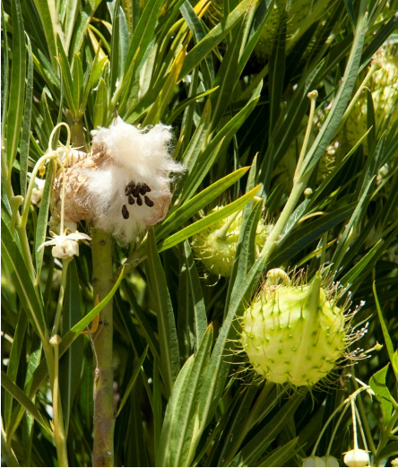 Close up of a narrow leaf cotton bush plant with ripe, opened seed pod and immature seed pods. 