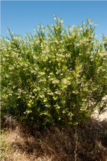 Large narrow leaf cotton bush (Gomphocarpus fruticosus) covered in seed pods.