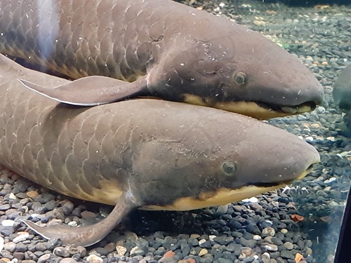 Two lungfish side by side, one with its fin on the back of the other.