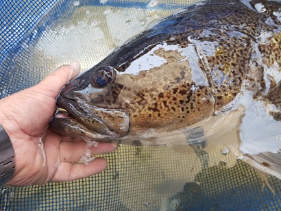 Hand holding a cod partly submerged in water.