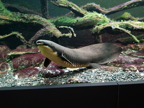 A lungfish swimming in an aquarium tank.