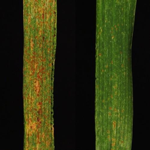 Side-by-side comparison of the rust protection in action, right, and unprotected wheat.