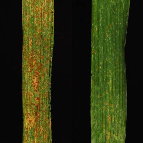 Side-by-side comparison of the rust protection in action, right, and unprotected wheat.