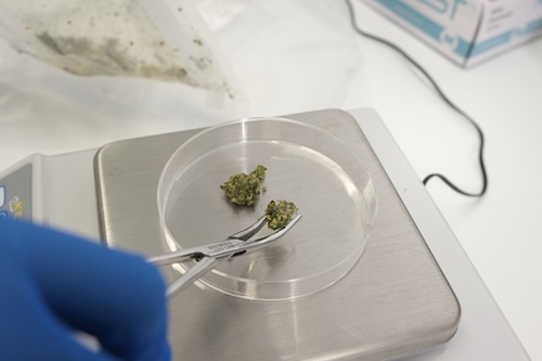 Cannabis in a petri dish.