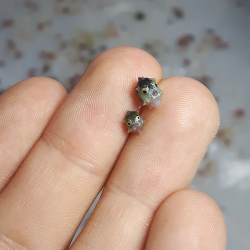 Two tiny larval sunfish specimens sitting on the fingers of a persons hand. 