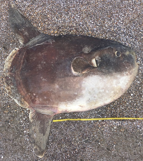 Sunfish washed up on a beach with a tape meausre along side. 