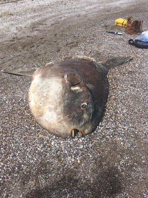 Dead sunfish washed up on a beach.